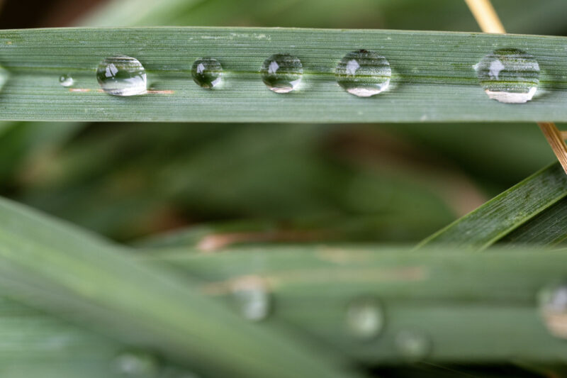 Macro